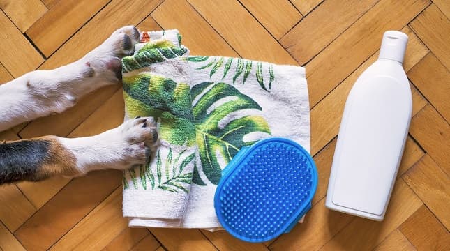 Why Mobile Grooming Is the Ideal Choice for Pet Owners?